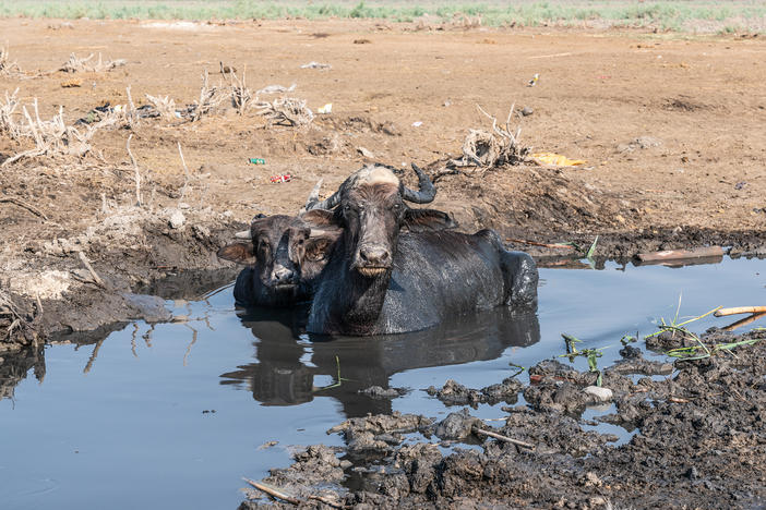 As water levels dropped in the marshlands this summer, the marsh water became too salty for the water buffalo to drink.