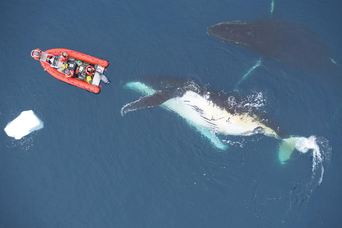 Scientists investigate a humpback whale by boat and by drone in the surface waters near the west Antarctic Peninsula.