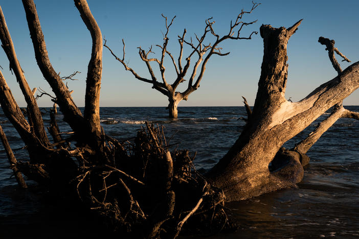 A ghost forest seen on Hunting Island, S.C.