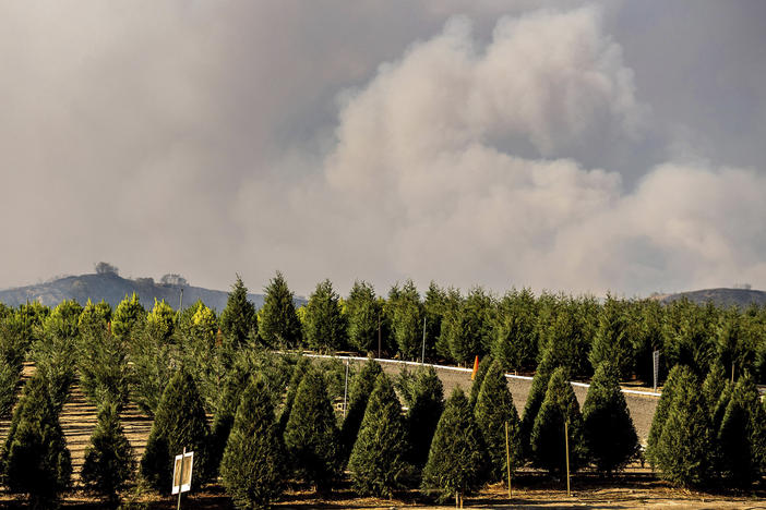 Smoke from the Bond Fire billows above Peltzer Pines Christmas tree farm in Orange County, Calif., on Dec. 3, 2020. Extreme weather and supply chain issues could make Christmas trees harder to come by this holiday season.