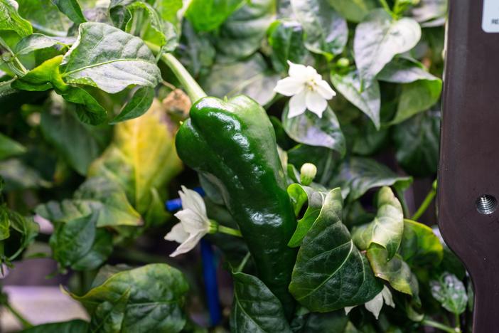 A hatch chile aboard the International Space Station