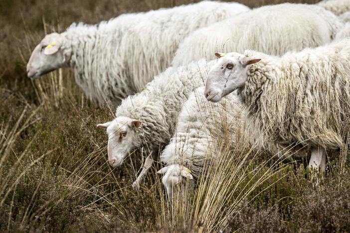 These are not the sheikh's sheep.