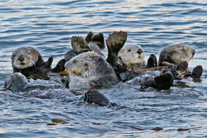 A group of sea otters gather in Morro Bay, Calif., in 2010. It's been more than a century since sea otters were hunted to near extinction along the U.S. West Coast. The animals were successfully reintroduced along the Washington, British Columbia and California coasts, but an attempt to bring them back to Oregon in the early 1970s failed. A local nonprofit is advocating for another attempt.