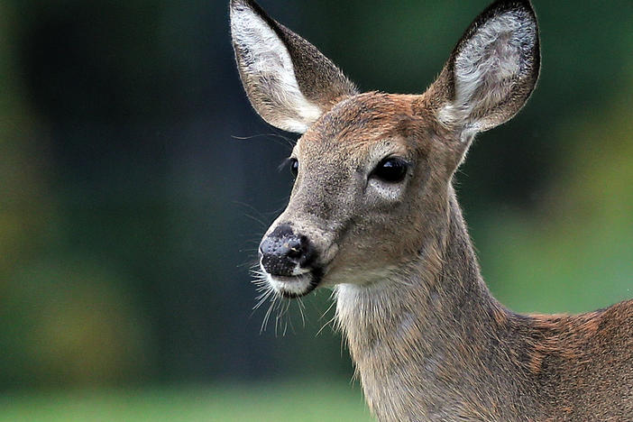 A new study suggests that white-tailed deer, like the one here, could carry the virus SARS-CoV-2 indefinitely and spread it back to humans periodically.