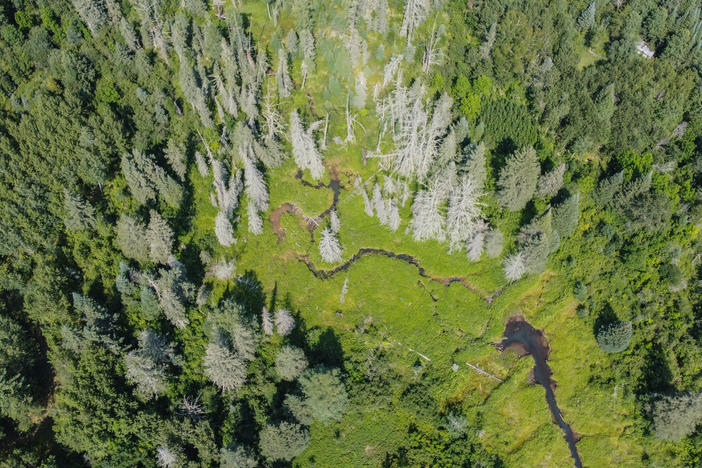 The rich pine forest surrounding Pine Lake Forest Road in Hubbard County, Minnesota. Hubbard County is located in the Heartland Lakes region of northern Minnesota. There were once nearly 150 fire towers standing guard over the state's forests as protection against unwanted fires. Today, only a handful of towers exist.