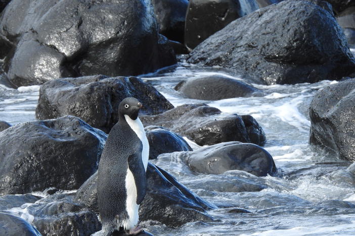 The adventurous Adélie penguin is seen on the coast of Banks Peninsula in New Zealand on Friday after travelling from its natural habitat in Antarctica.