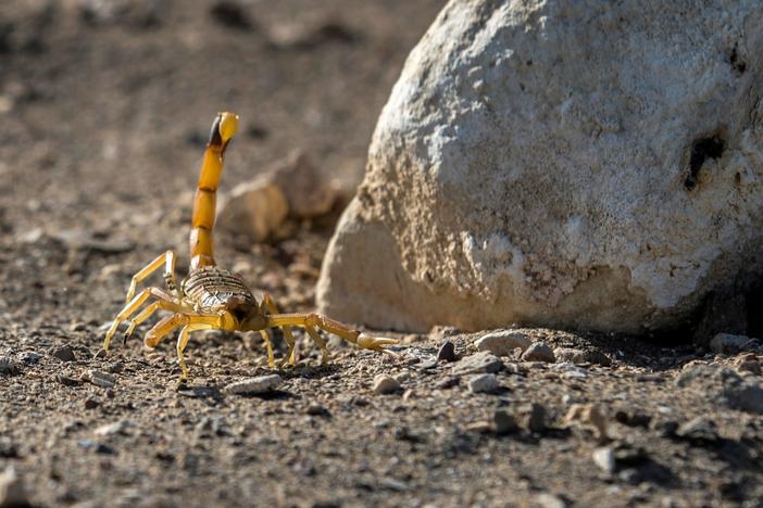 A scorpion is pictured at the Scorpion Kingdom laboratory and farm in Egypt's Western Desert, near the city of Dakhla in the New Valley, in February 2021.