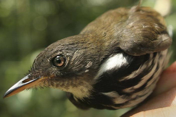The ringed antpipit (corythopis torquatus) was among the 77 species examined in the recent study.