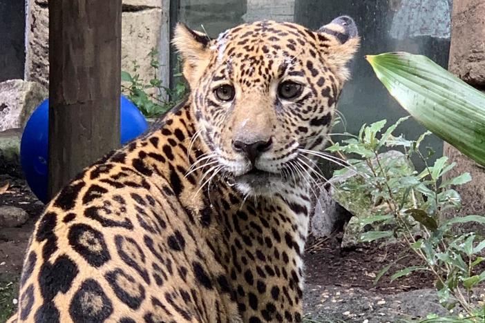 The New Orleans Audubon Zoo has taken in the 7-month-old jaguar that was rescued from wildlife trafficking. The jaguar was rescued by the U.S. Fish and Wildlife Service and the Association of Zoos and Aquariums.