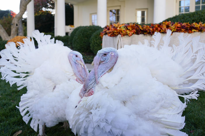 The two national Thanksgiving turkeys are seen in the Rose Garden of the White House before a pardon ceremony in Washington on Nov. 19, 2021.