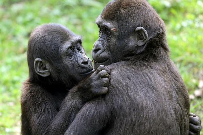 Lowland gorillas Jamila (L) and Suwedi cuddle in their enclosure at the zoo in Duisburg, western Germany.