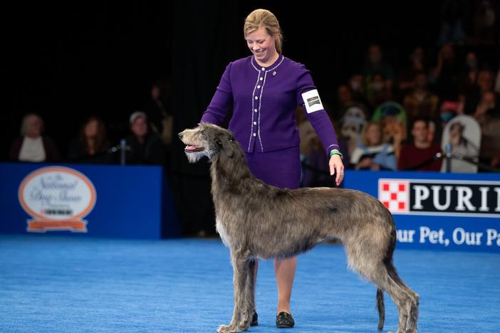 Best in show winner Claire the Scottish deerhound stands with her handler Angela Lloyd at the National Dog Show. Lloyd said Claire was "more sure of herself" this year.
