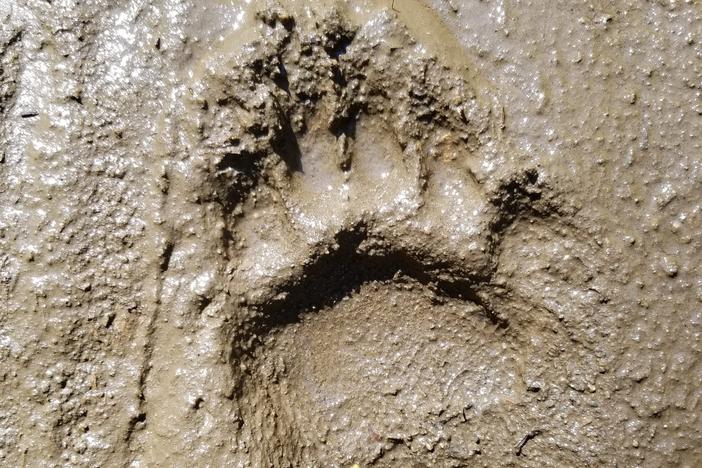 Researchers used treats to coax young black bears to walk on their hind legs through mud to get footprints to compare to the fossils.
