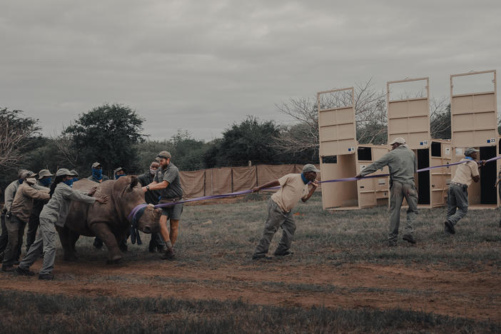 A tranquilized rhino is guided into crates at the andBeyond Phinda Private Game Reserve in South Africa.