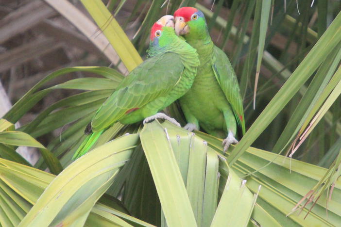 A researcher in South Texas is trying to understand what male and female red-crowned parrots communicate to each other. The species is beloved in the Rio Grande Valley, but endangered.