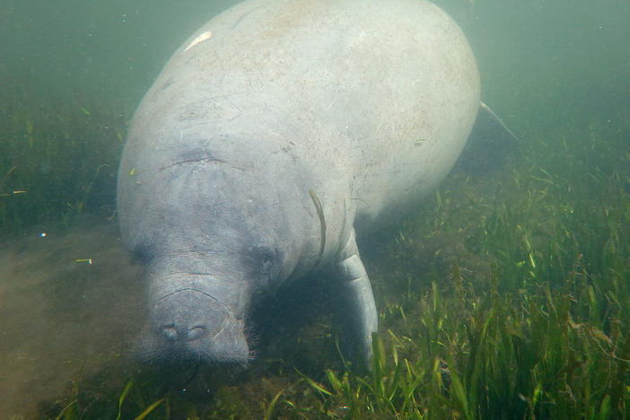 A manatee swims amid seagrass in the Homosassa River on Oct. 5 in Homosassa, Fla. Conservationists are planting seagrass in the area to help restore the natural habitat for manatees and provide a feeding ground for the mammals, following a record year in manatee deaths in Florida. The deaths were primarily from starvation due to the loss of seagrass beds.