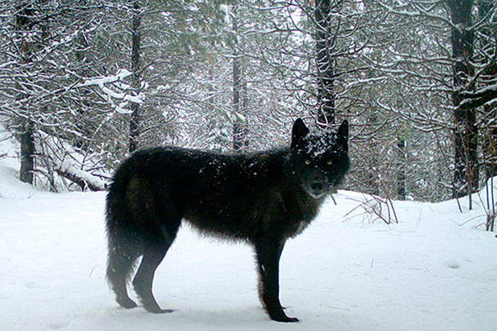 A gray wolf in Oregon's northern Wallowa County in February 2017. Officials in Oregon are asking for help locating the person or persons responsible for poisoning an entire wolf pack in the eastern part of the state earlier this year.