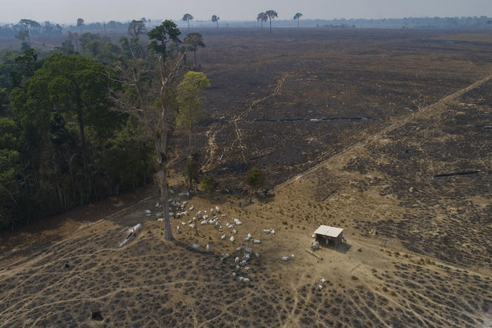 Cattle graze on land burned and deforested by cattle farmers near Novo Progresso, Para state, Brazil. Brazil is among the nations that have signed a pledge to protect forests.