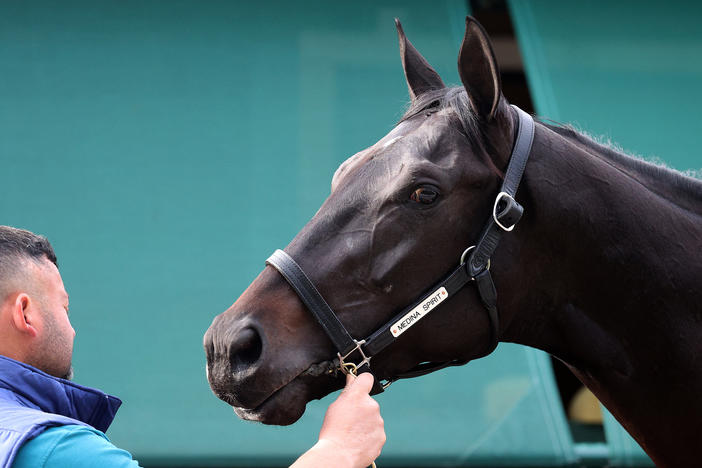 Kentucky Derby winner and Preakness entrant Medina Spirit is bathed ahead of the Preakness Stakes on May 12, 2021 in Baltimore, Maryland.