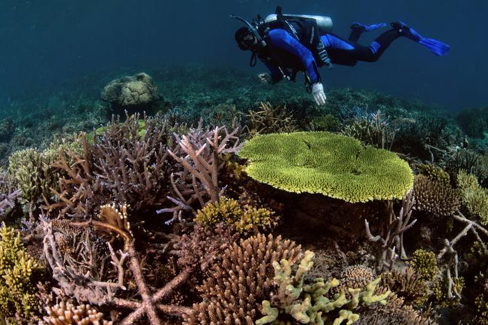 After the metal frames and baby coral are put in, the reefs are usually able to fully recover in two to three years' time. The coral above is one that has been restored three years after the reef stars were installed.