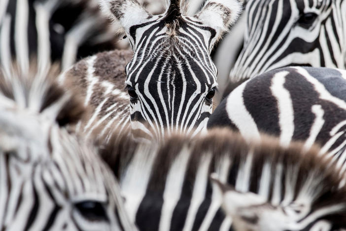 Zebras are seen at the La Ponderosa Adventure Park in Guanacaste, Costa Rica.