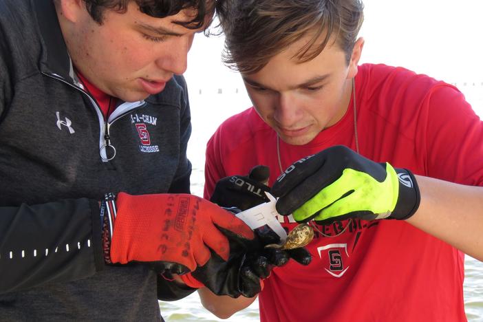 Dayton Hall, left, and Jackson Mountjoy use calipers to measure a baby oyster at the school's oyster garden in Bay St. Louis, Miss. The school is among more than 50 locations in Mississippi and more than 1,000 nationwide where people raise oysters to help build reefs off their states' coasts.