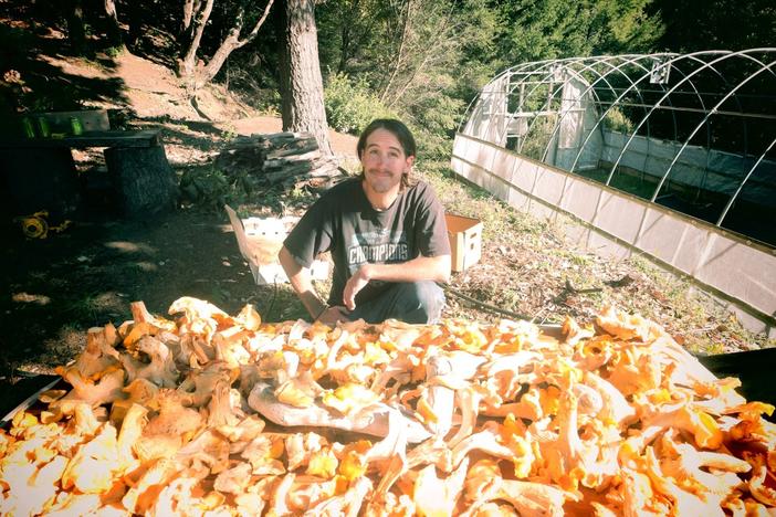 Dan Gebhart surveys some of the haul of chanterelle mushrooms.