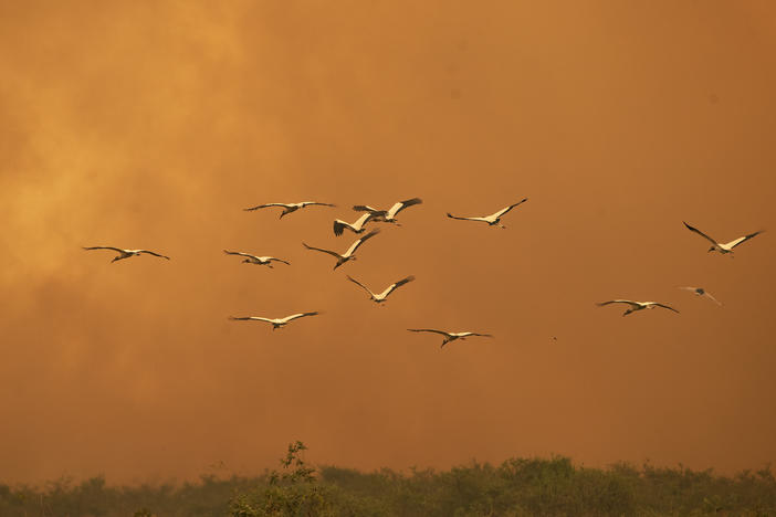 Birds fly past as a fire consumes an area next to the Trans-Pantanal highway in the Pantanal wetlands near Pocone, Mato Grosso state, Brazil, on Sept. 11, 2020.