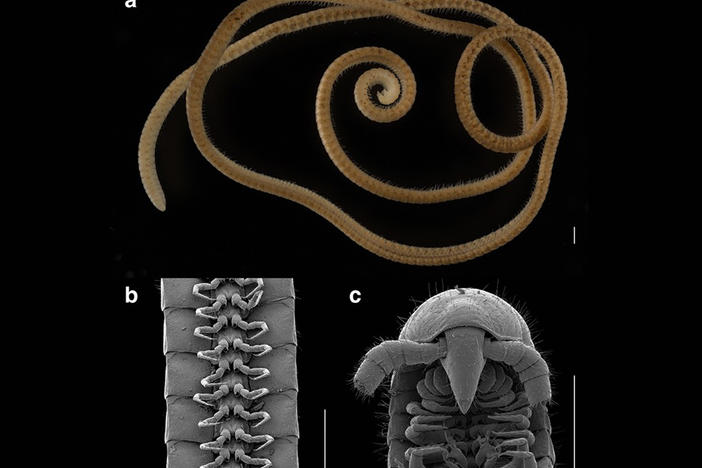 The leggiest animal on the planet, <em>Eumillipes persephone</em>, from Australia. (<strong>A</strong>) female with 330 segments and 1,306 legs (paratype specimen, T147124). (<strong>B</strong>) ventral view of legs (male holotype, T147101). (<strong>C</strong>) dorsal view of head and ventral view of gonopods (male holotype, T147101). Scale bars, 0.5 mm.