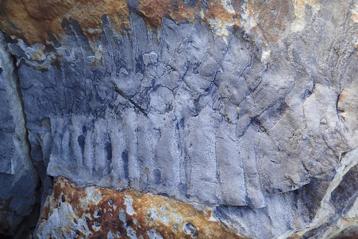 Fossilized section of the giant millipede <em>Arthropleura</em>, found in a sandstone boulder in the north of England.