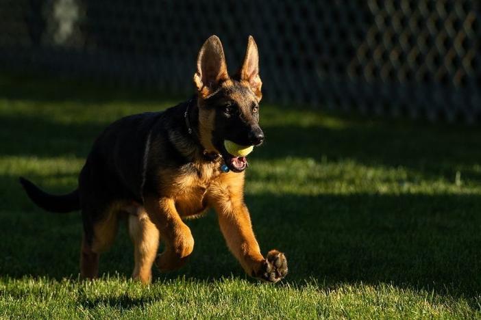 President Biden shared photo and video footage of his new puppy, Commander, on social media Monday. The nearly 4-month-old German shepherd was a birthday gift from the president's brother and sister-in-law.