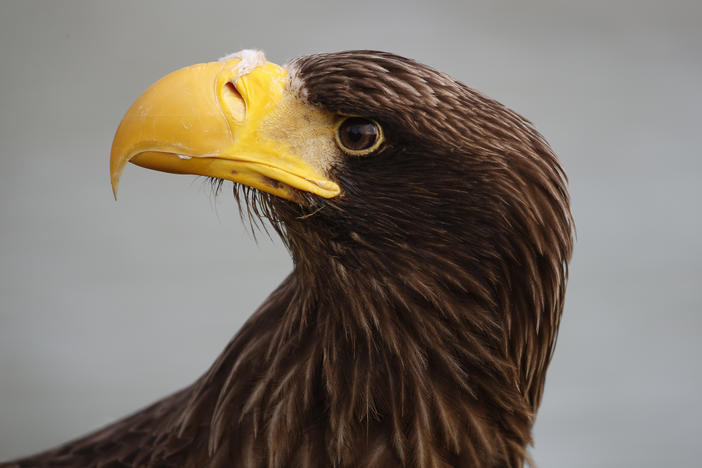 A Steller's sea eagle is pictured in 2014 in Paris during a presentation of several endangered raptor species. A Steller's sea eagle, native to Asia, was spotted in Massachusetts this week.