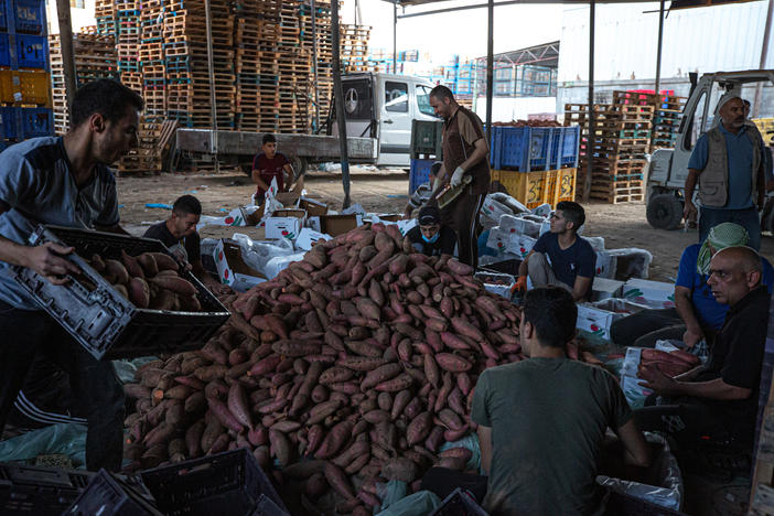 Palestinian workers clean dirt off sweet potatoes to prepare them for export to the West Bank.