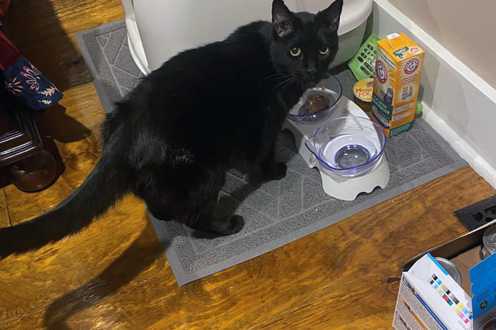 Madix the cat was found in the rubble of Sonny "Hoot" Gibson's Mayfield, Ky., office building nine days after a tornado devastated much of the town.