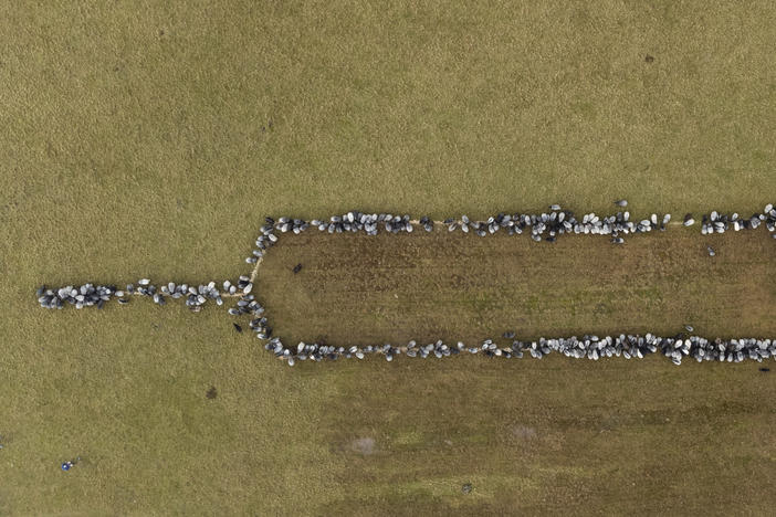 Sheep and goats stand together on Monday in Schneverdingen, Germany, as they form an approximately 330-foot syringe to promote vaccinations against COVID-19.