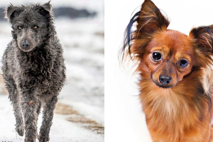 The mudi (left), a Hungarian species farm dog, and the Russian toy are the newest breeds to be recognized by the American Kennel Club.