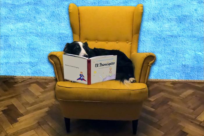 Kun Kun catches up on some reading.