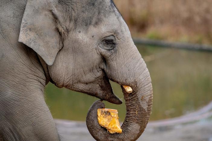 Researchers were able to detect DNA from elephants at the Copenhagen Zoo simply by sampling the air nearby.