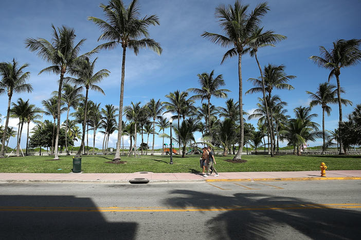 Palm trees stand along Ocean Drive in 2017 in Miami Beach, Fla., where palms make up nearly 60% of the urban tree canopy.