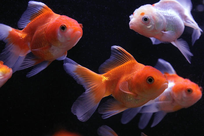 Sure a goldfish can mingle in a tank, but some have taken their movement to the next level by operating robotic vehicles on land as part of an animal behavior experiment.