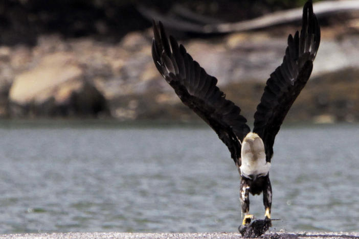 A bald eagle takes flight from a sandbar with its meal in its talons off of Brunswick, Maine, along the New Meadows River, on Aug. 22, 2011.