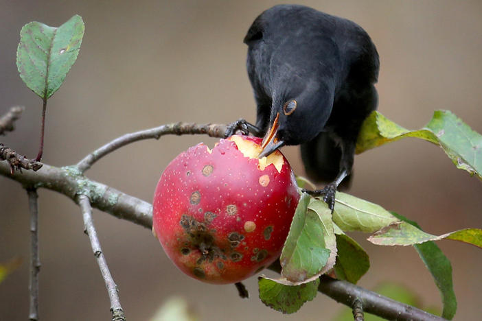 Fruit-eating animals spread the seeds of plants in ecosystems around the world. Their decline means plants could have a harder time finding new habitats as the climate changes.