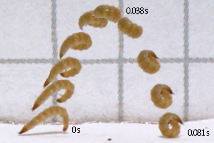 Bark beetle larvae grip the ground with their claws in order to build up energy to accomplish their acrobatics.