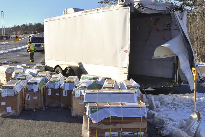 Crates holding live monkeys are collected next to the trailer they were being transported in along state Route 54 at the intersection with Interstate 80 near Danville, Pa., Friday, after a pickup pulling the trailer carrying the monkeys was hit by a dump truck. Several monkeys were on the loose at the time of the photo.