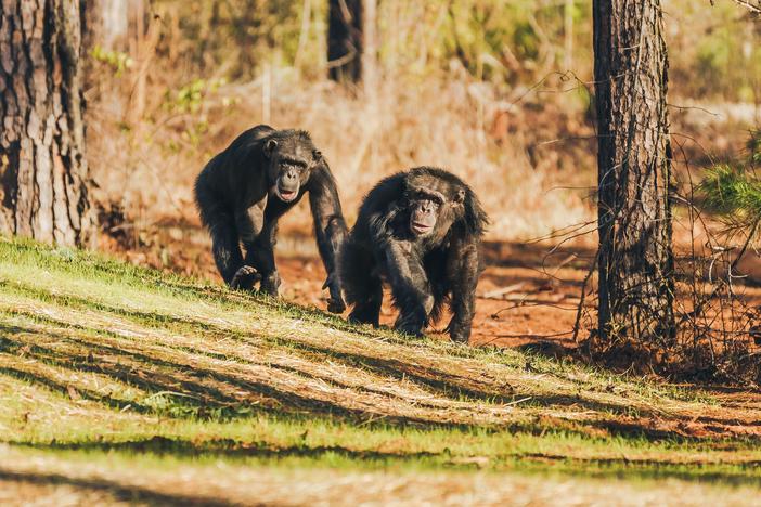 Two chimpanzees roam the grounds of Chimp Haven in Louisiana. Many former research chimpanzees have been sent to retire at the sanctuary.