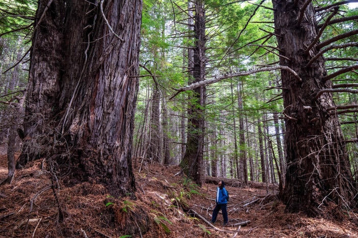 Save the Redwoods League has donated more than 500 acres of redwood forestland to the InterTribal Sinkyone Wilderness Council, a coalition of Native tribes that have been connected to the land for thousands of years.