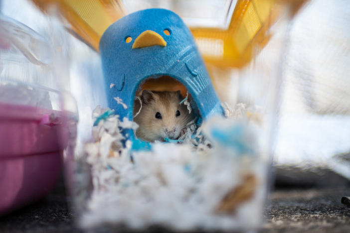 A hamster sits in a cage after being adopted by volunteers who stopped an owner from surrendering it to the government outside the New Territories South Animal Management Centre on January 20, 2022 in Hong Kong, China.