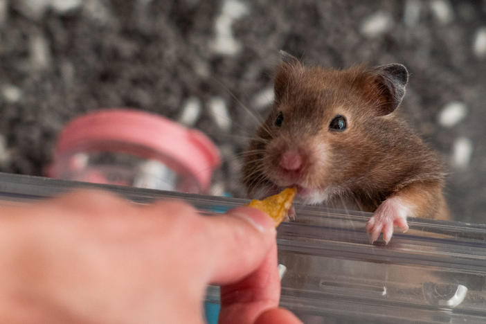 A Hong Kong hamster that evaded the cull.