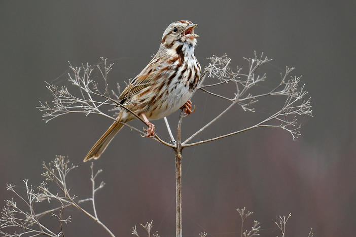 Male song sparrows don't bore their audience with the same old song.