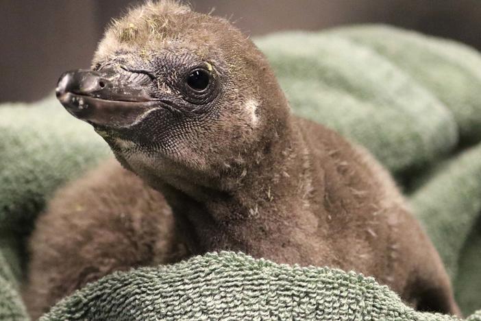 A pair of male penguins named Elmer and Lima just became the first same-sex couple to foster an egg together at New York's Rosamond Gifford Zoo. They've been taking care of the chick since he hatched on Jan. 1.